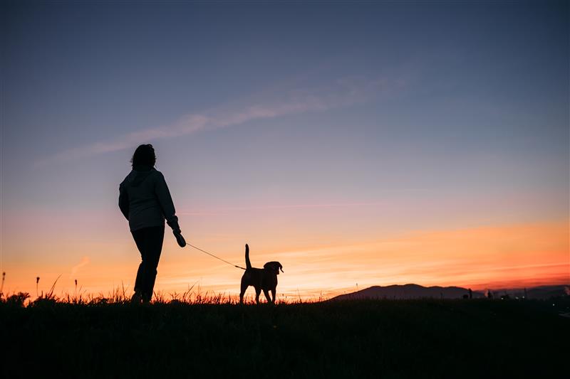 Dog walking at sunset